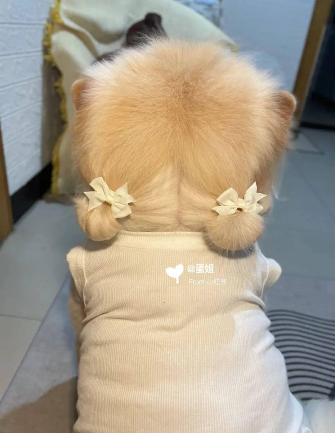 主人给狗狗扎了个双丸子头全网被萌翻然而一看正脸