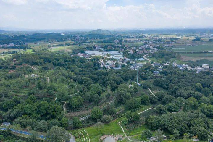 博罗柏塘:一条公路串起一路风景,带动一片产业_乡村_发展_柏塘镇