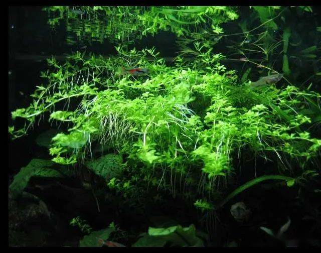 短鲷缸造景实例分享,当之无愧"折腾"哥儿!_搜狐汽车_搜狐网