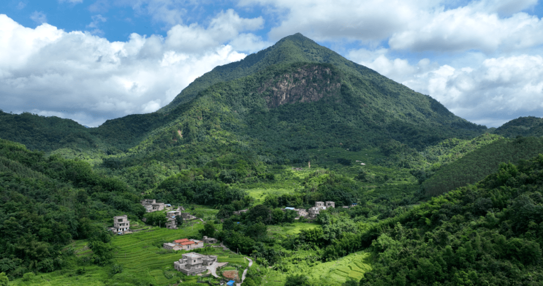 【乡村振兴】怀集蓝钟三妹村:以竹富民 以笋兴业 岳山竹笋成了村民
