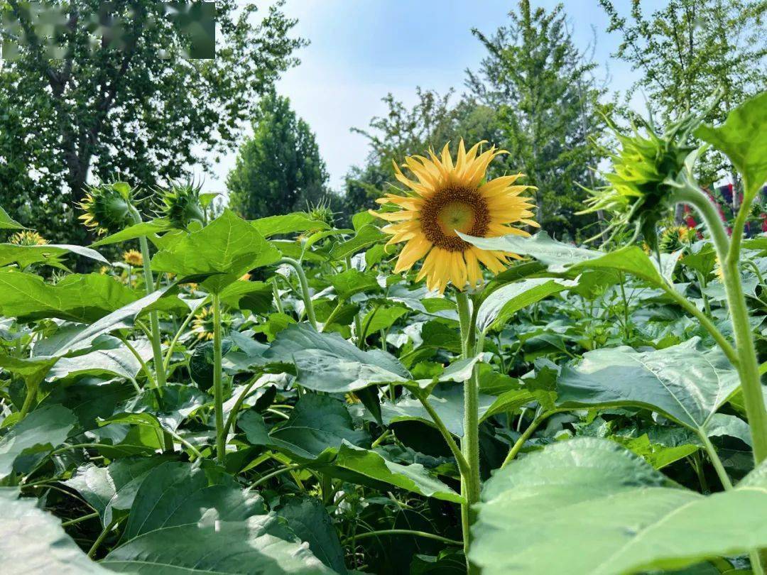 国庆期间绽放的油葵"花束"在一场秋雨过后更显娇憨灿烂便欢天喜地地