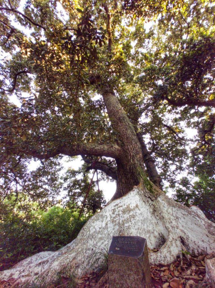 深圳坝光古银叶树群入选全国"100个最美古树群"_树种_保护区_自然