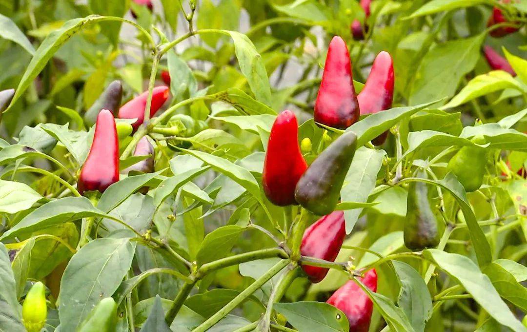 圆珠,子弹头,从目前的采摘情况来看,一亩地能采3000多斤鲜辣椒,按市场