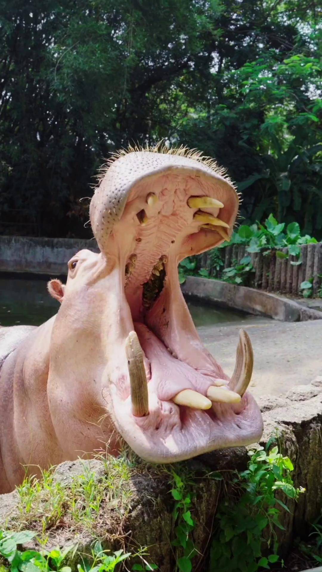 张大嘴巴啊 啊 啊很哇塞的周末 广东周末很哇塞 神奇动物在抖音 河马