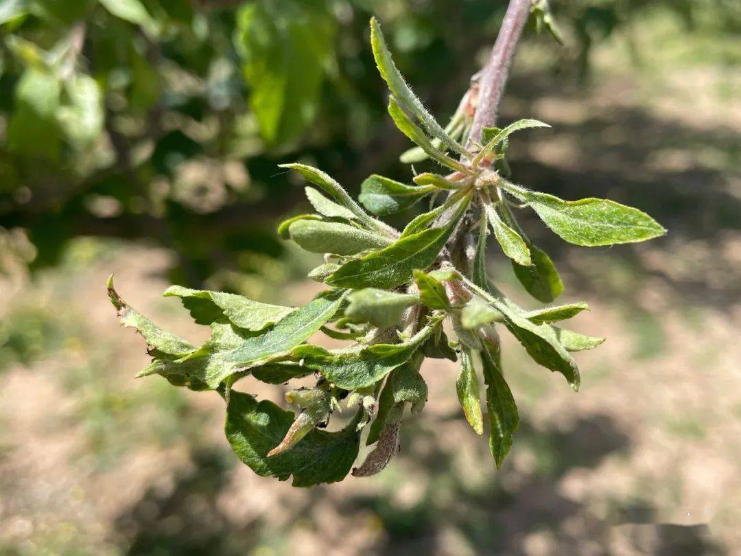 苹果缺锌小叶病诊断与防治技术_发病_土壤_树体