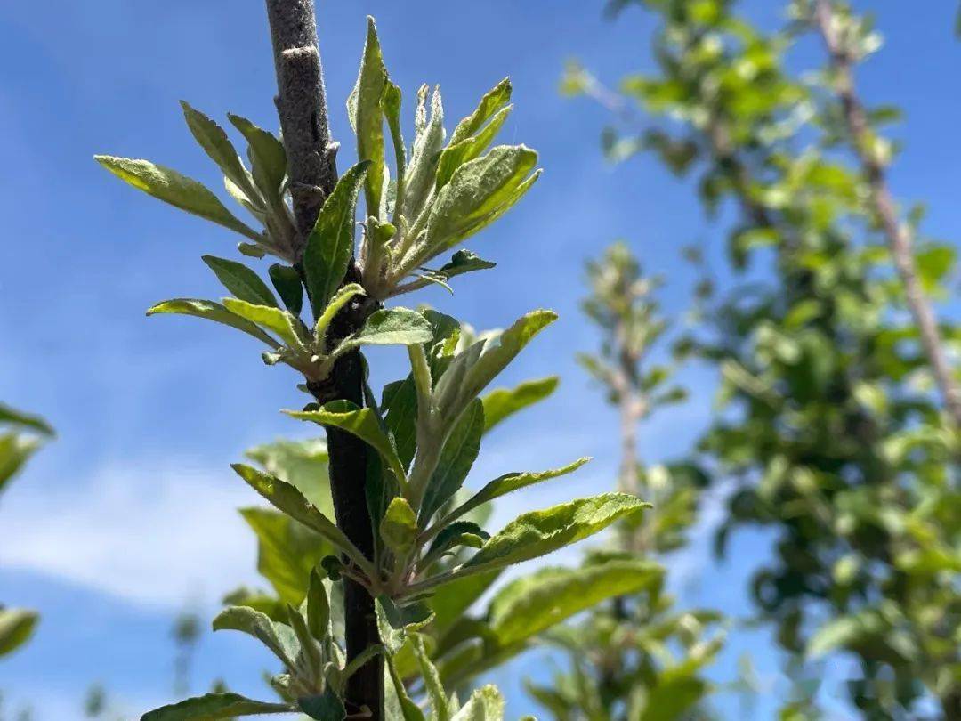 苹果缺锌小叶病诊断与防治技术_发病_土壤_树体