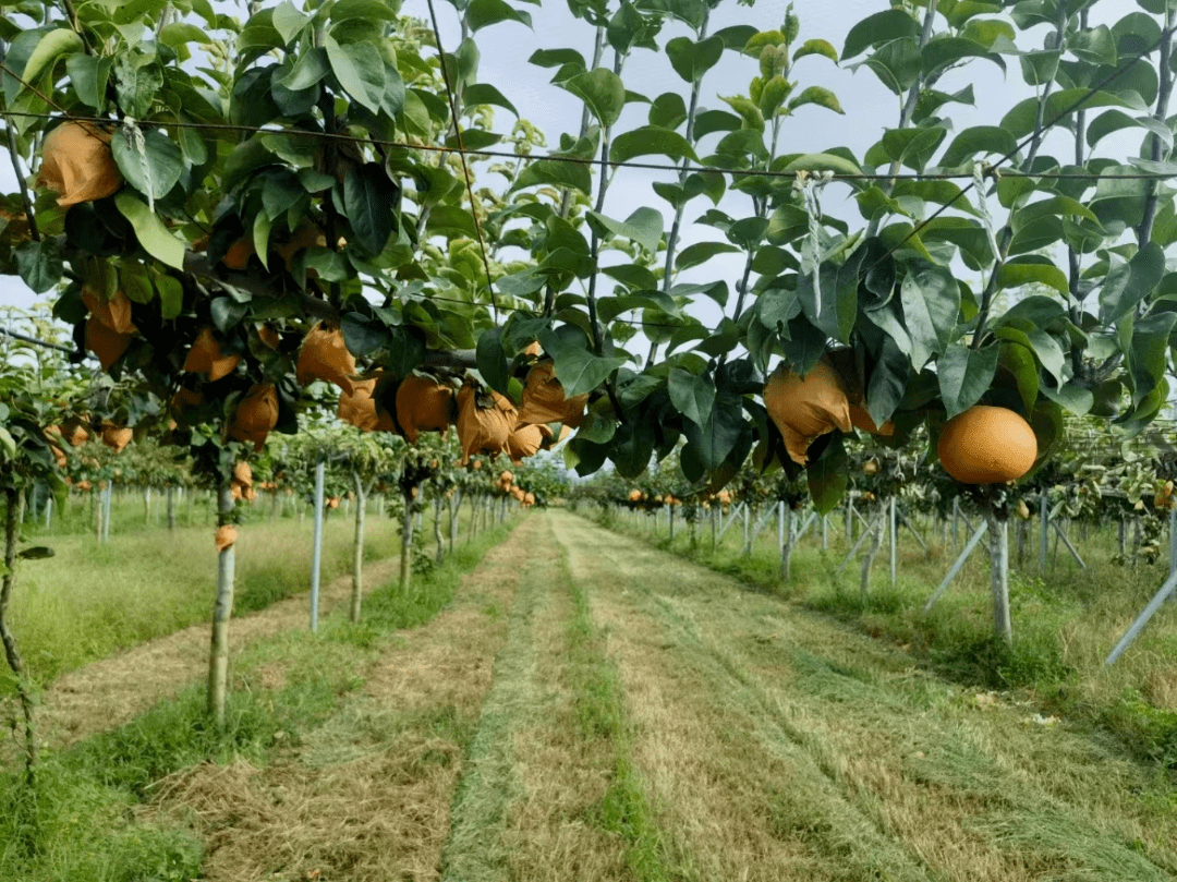 我市斩获"中华好梨"评比推介多个奖项