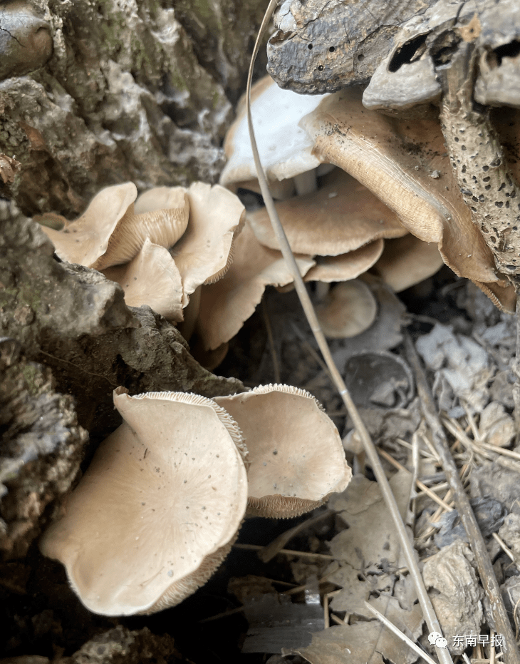 食用_蜗牛_有毒
