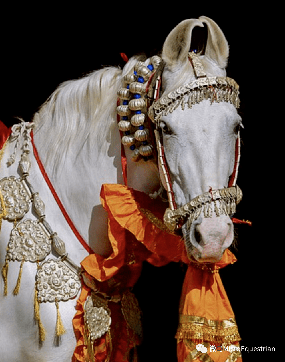 印度马匹图片