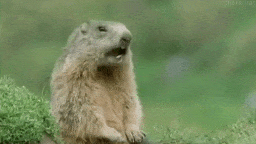 你以为土拨鼠只会尖叫?其实它可能正在骂你_草原_人类_动物