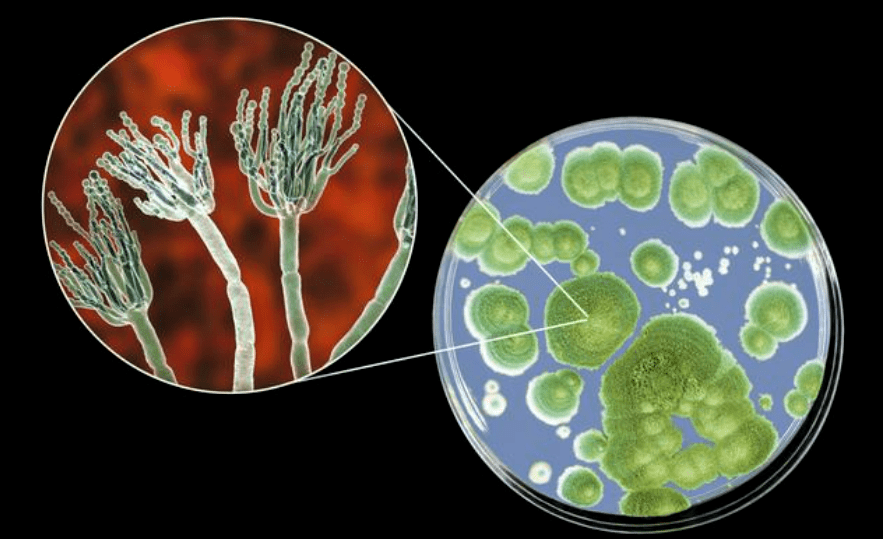 微生物限度cfu图片