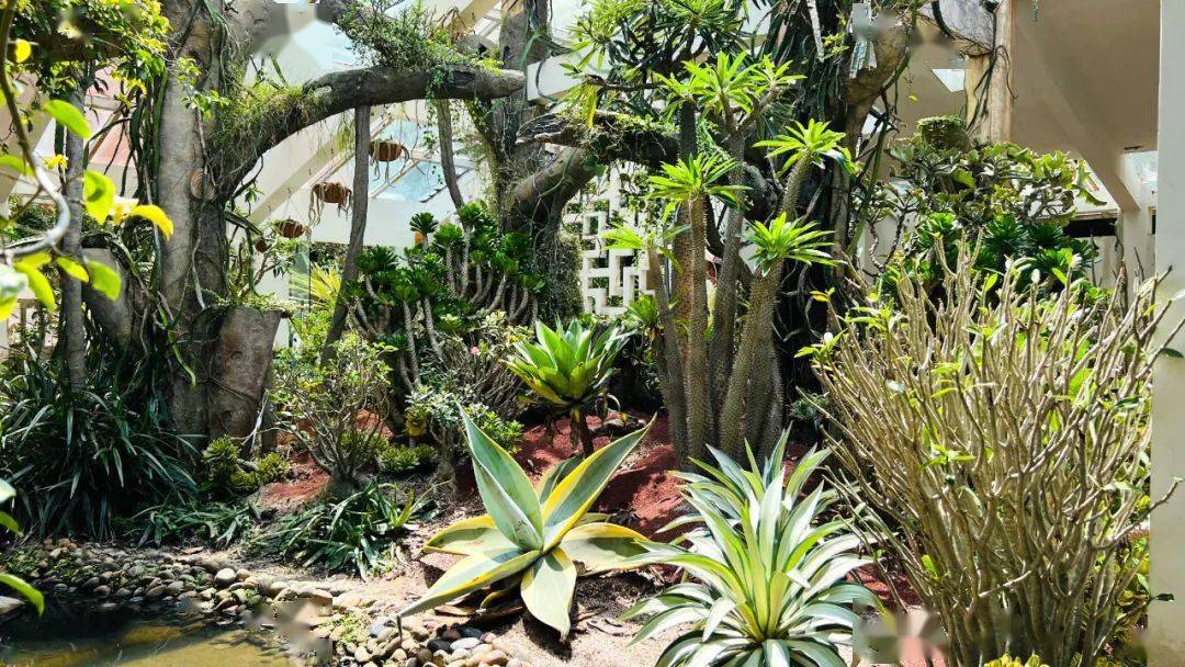 植物园"多肉三馆"升级归来_仇慧亮_改造_展馆