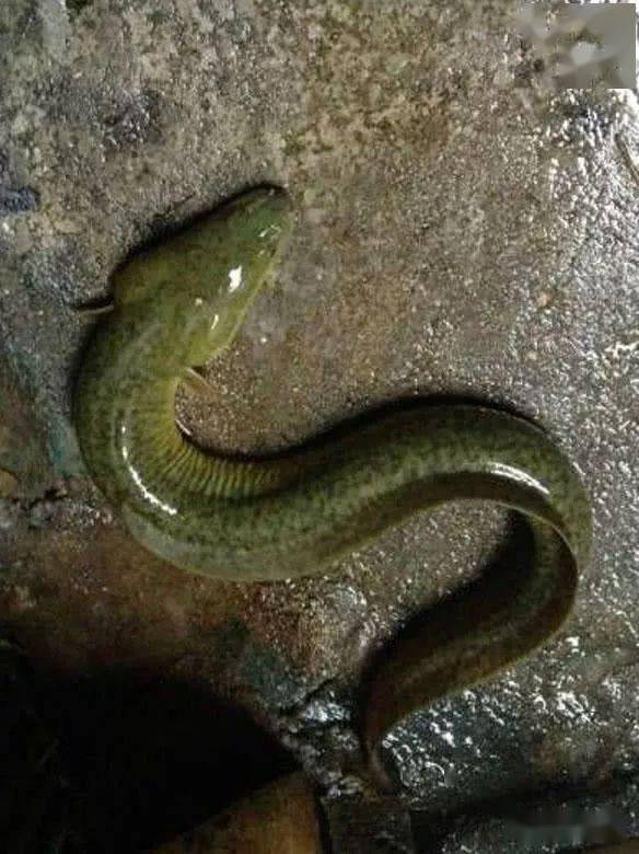 不过大部分也都不是野生的,是拿养殖的河鳗来充数的.