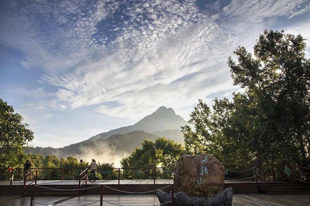 我是五指山_海南省_雨林_茶叶