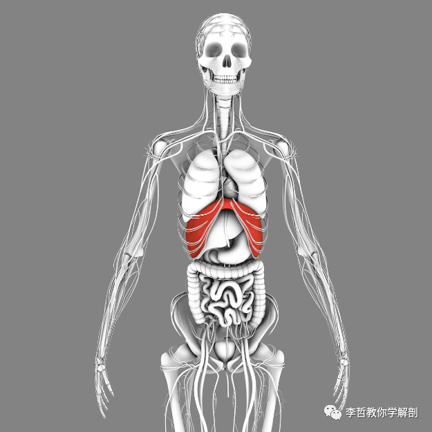 人体横膈膜解剖挂图图片