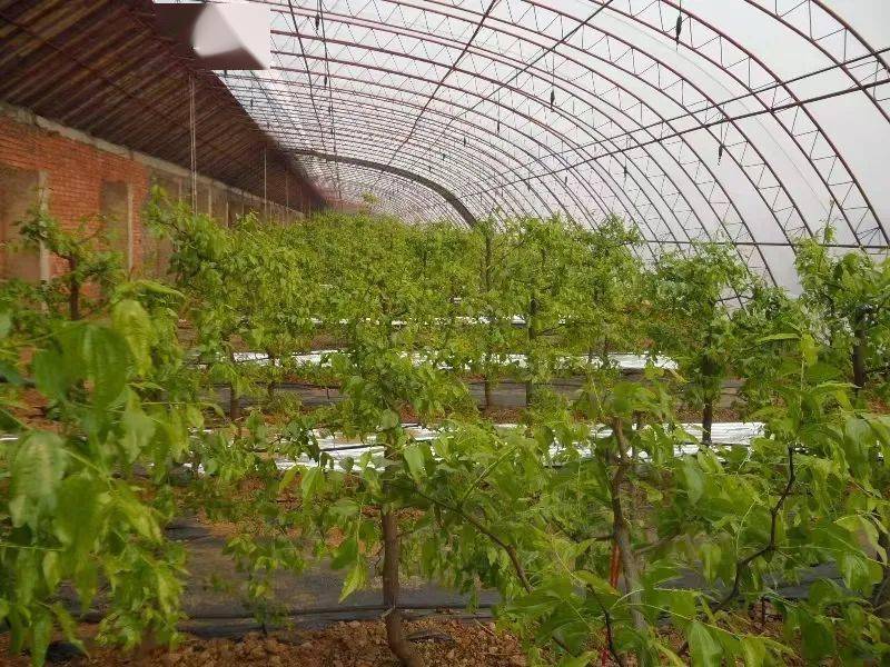 林果科技大讲堂:你知道赞皇大枣栽培有几种模式吗_酸枣_青枣_种植