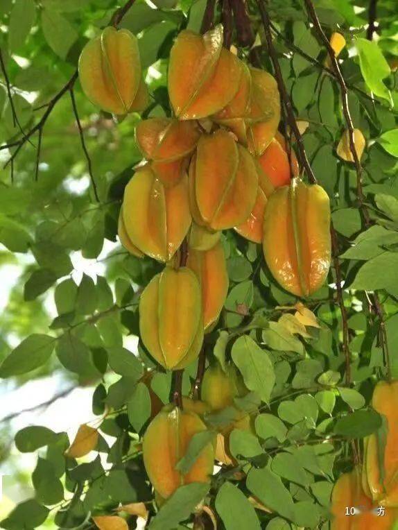 杨桃树‖林笔顺(福建)_文章_来稿_平台