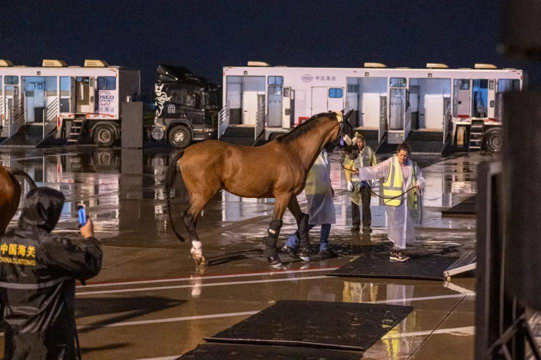 确保马匹能够较快适应,熟悉运输环境,避免因长途运输引发不适或惊扰