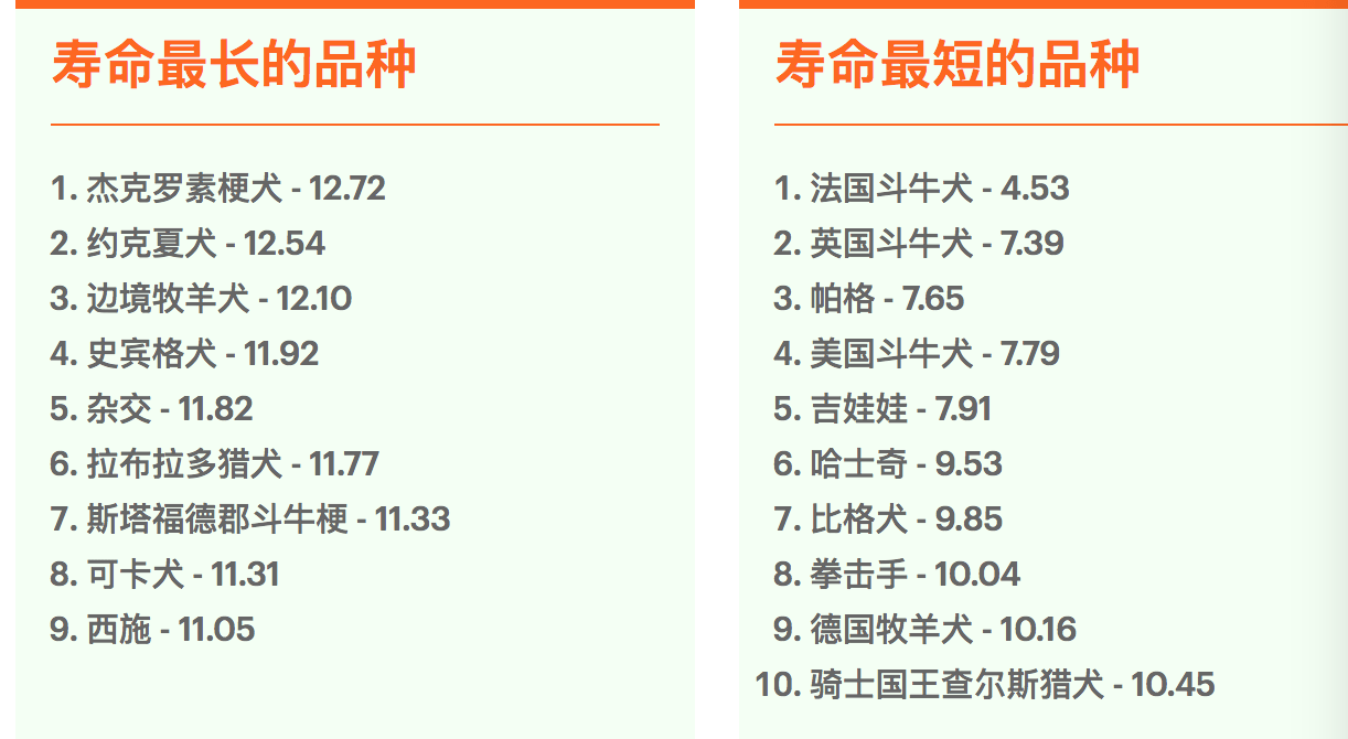 杰克罗素梗犬 价钱图片