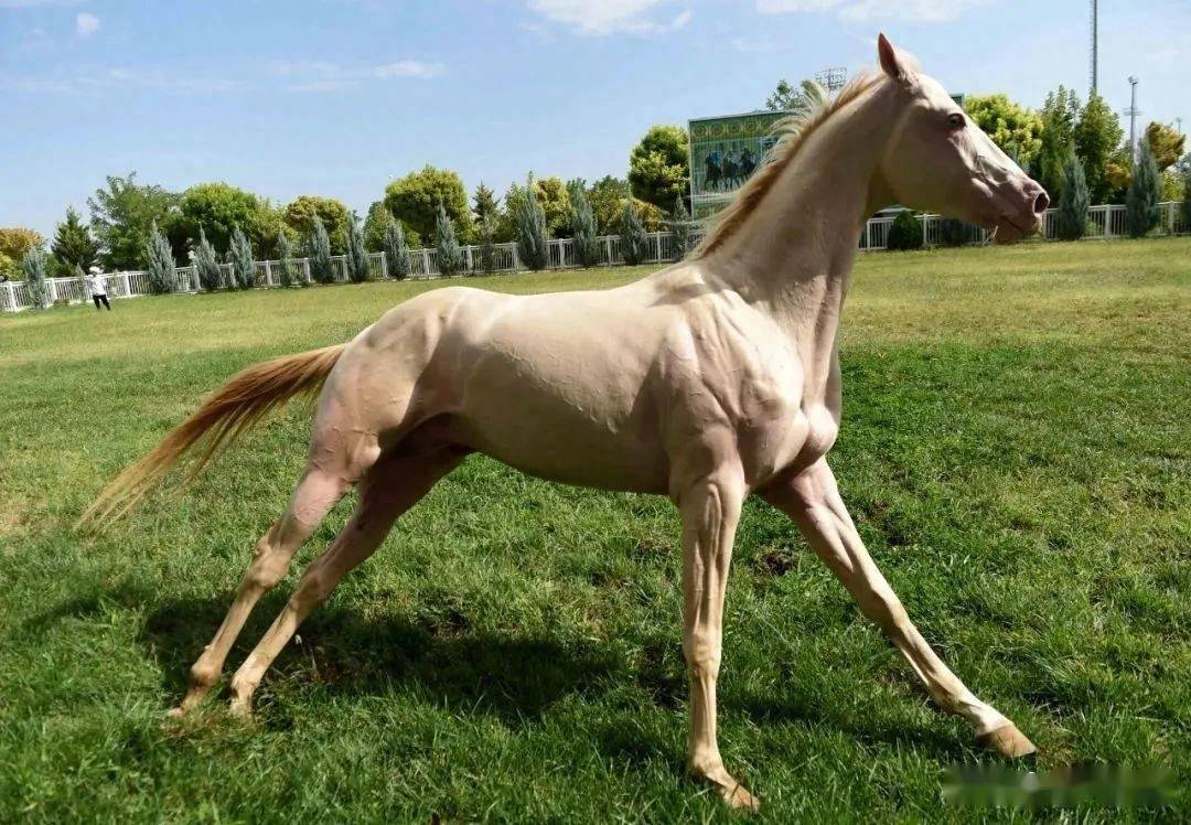 央媒看甘肃丨一条河西走廊,何以串起千年文明?_天马_丝绸之路_历史