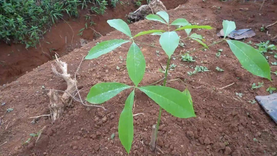 西双版纳:加快胶园良种良法推广 确保"胶"出高产量答卷_种植_橡胶树