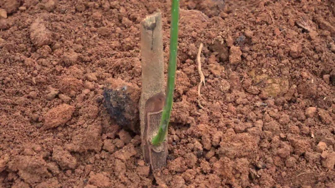 西双版纳:加快胶园良种良法推广 确保"胶"出高产量答卷_种植_橡胶树