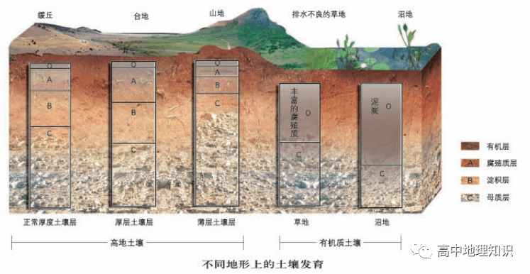 5.时间:土壤发育的时间越长,土壤层越厚,土层分化越明显.