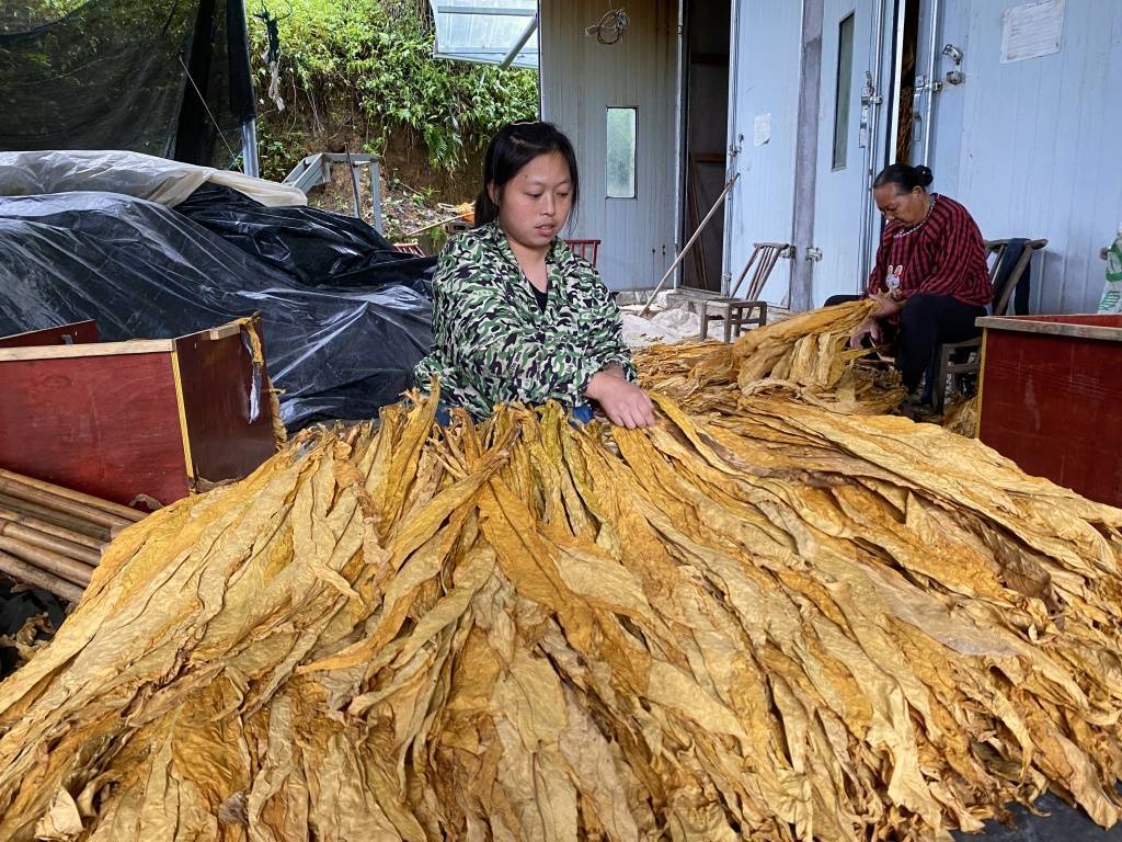咸丰高乐山镇:烤烟喜丰收 烟农烘烤忙_种植_群众_进行