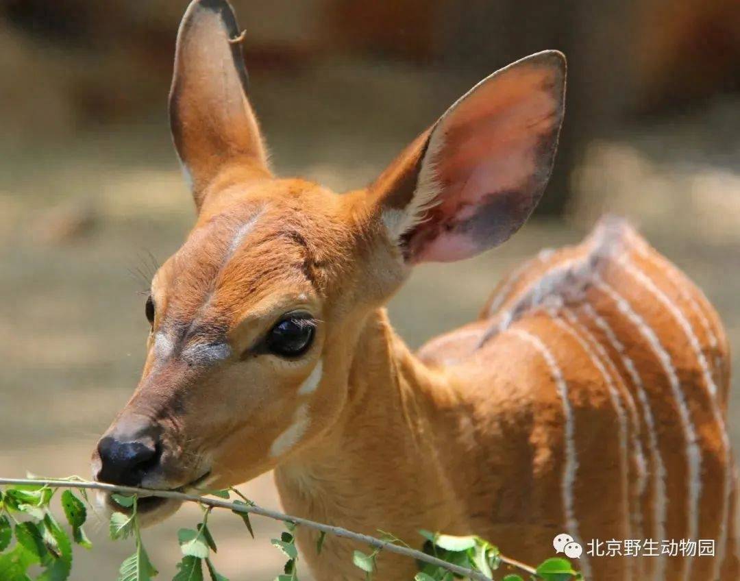 亲子游玩的首选,您可以走进大兴区榆垡镇永定河畔的北京野生动物园
