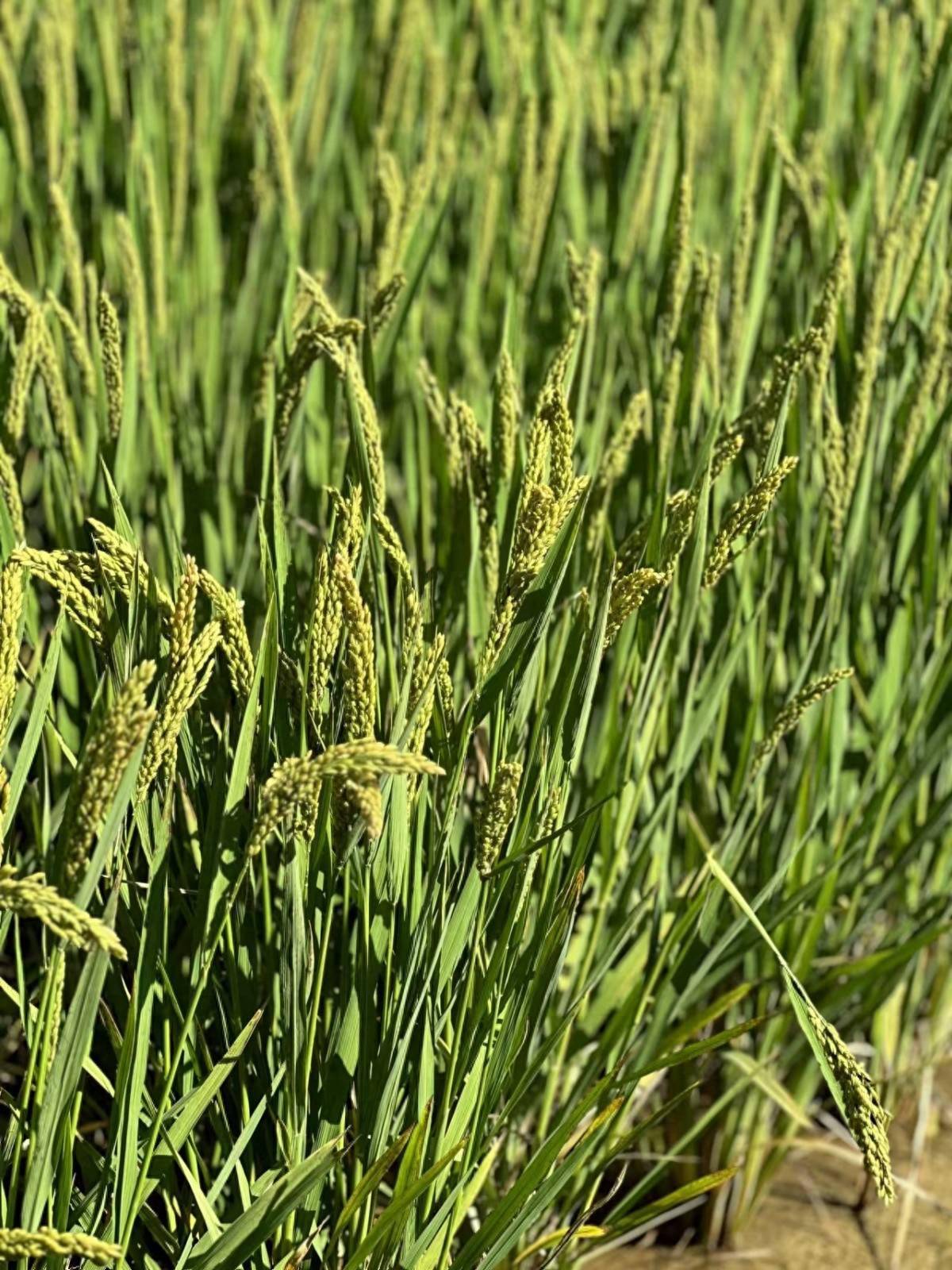 看新乡用农业"芯"端牢了"中国碗"_水稻_种植_小康