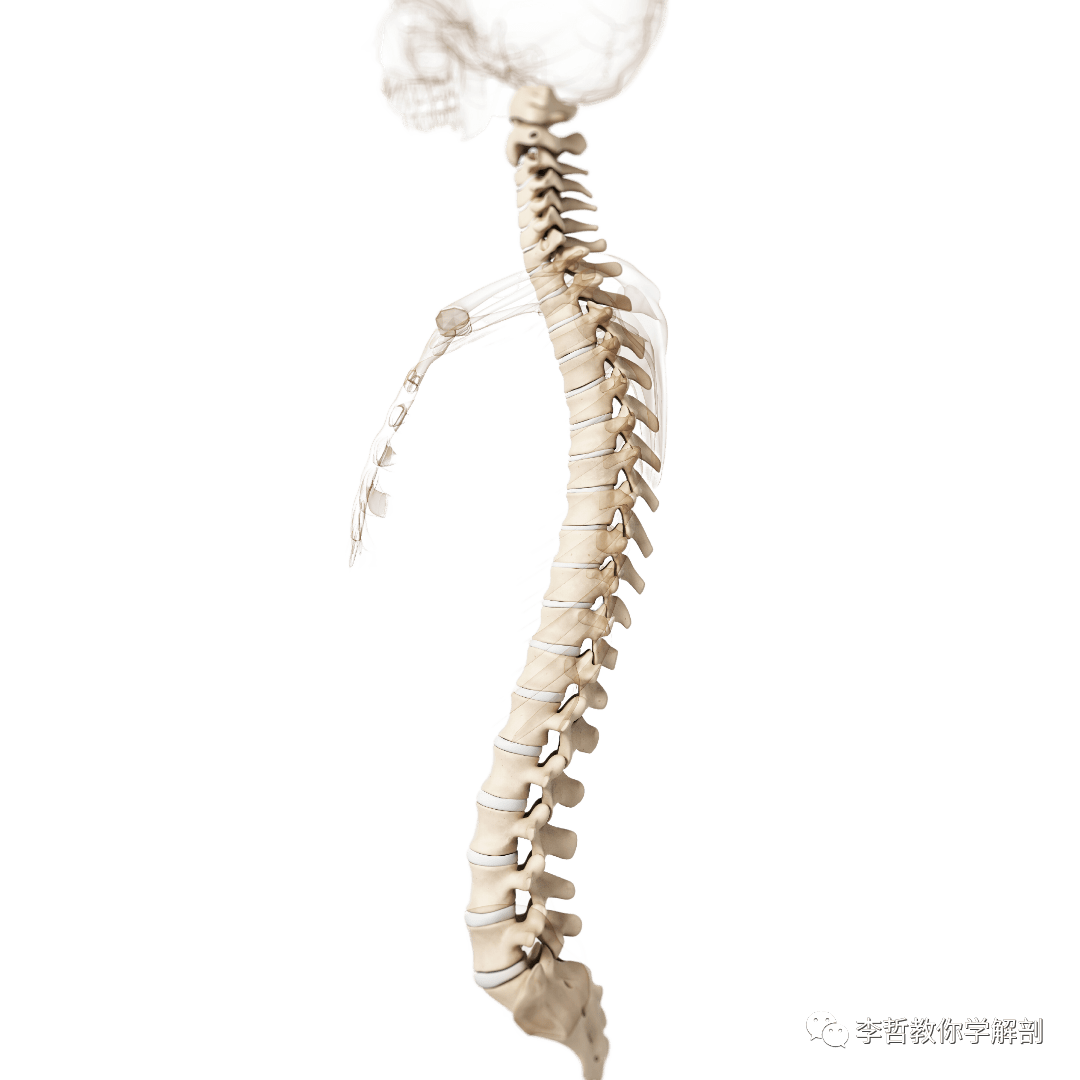 全健会公式 ドイツ製 SOMS社 ソムソ社 脊柱骨格模型 人体 脊髄 骨盤 