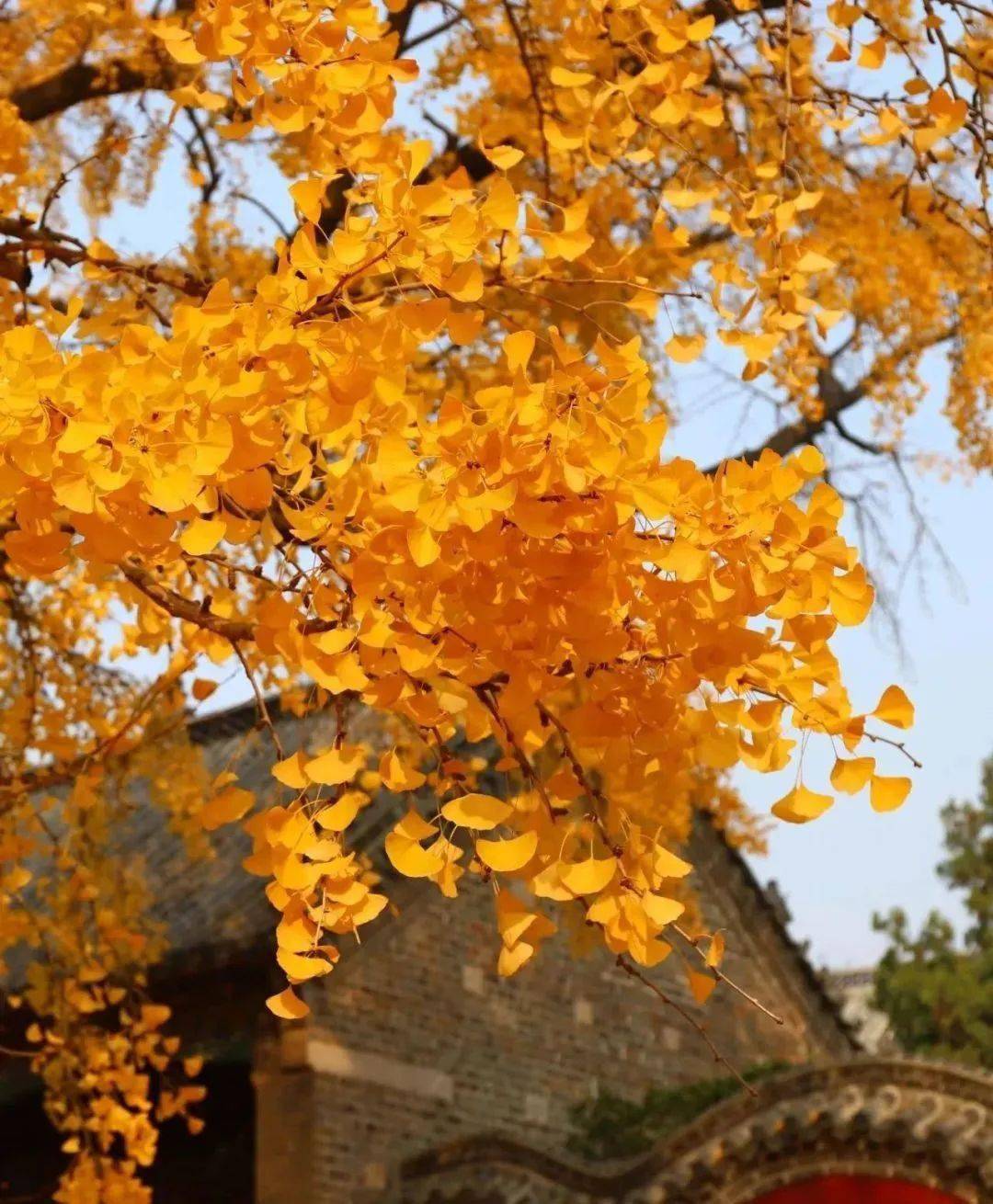 在浮来山,解锁初秋绝美密码!_定林寺_银杏_刘勰校