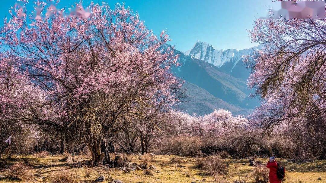 只可远观不可近玩焉溪水从山顶倾泻而下,涧边长满了野生桃树三面环山
