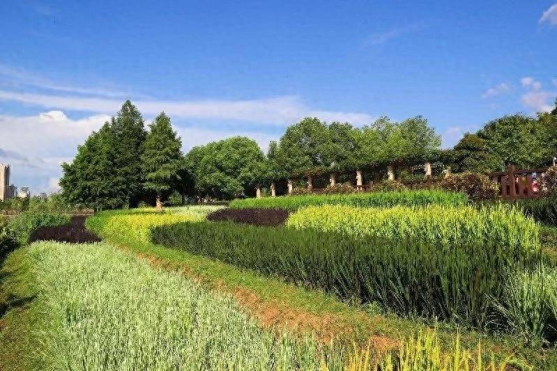 周进生 摄这片彩色水稻是今年4月种植的,以观赏性水稻为主,有绿叶,紫