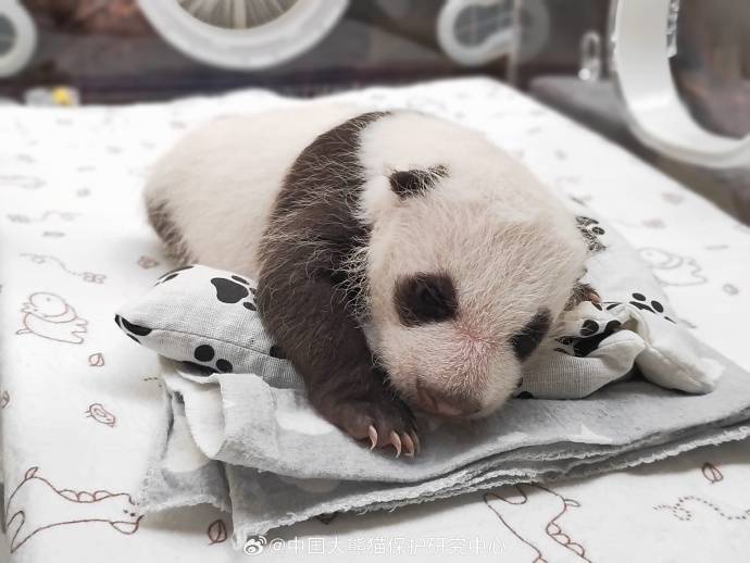 旅俄大熊猫丁丁幼崽最新高清照片_动物园_新生_满月