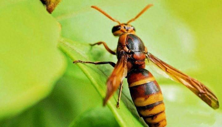 "黄蜂尾上针"之所以毒性很高,是因为蜂毒成份很复杂且人体不易承受,其