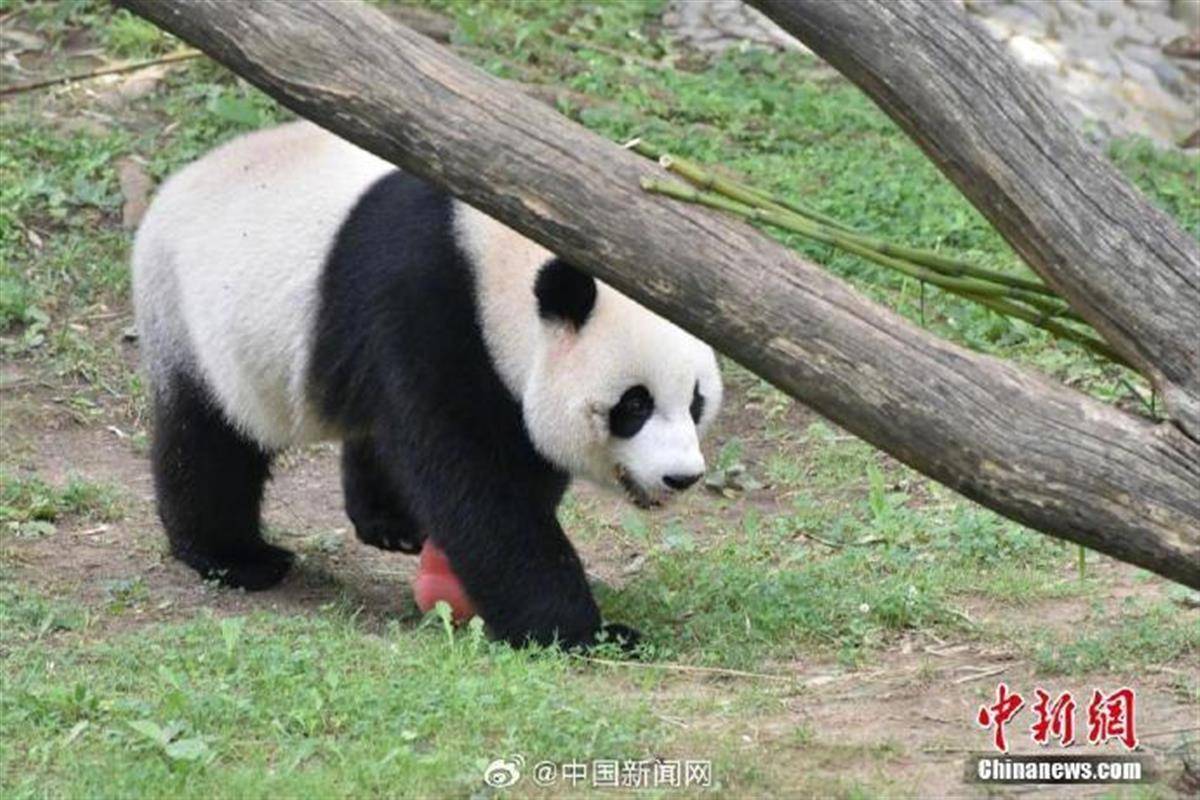 华盛顿国家动物园为旅美大熊猫美香庆25岁生日_看看新闻网
