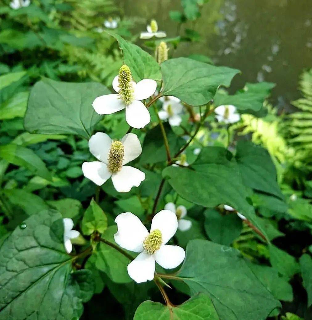 路边的野花野草,很常见却总叫不上名字,有的超好看,有的价值高_植物