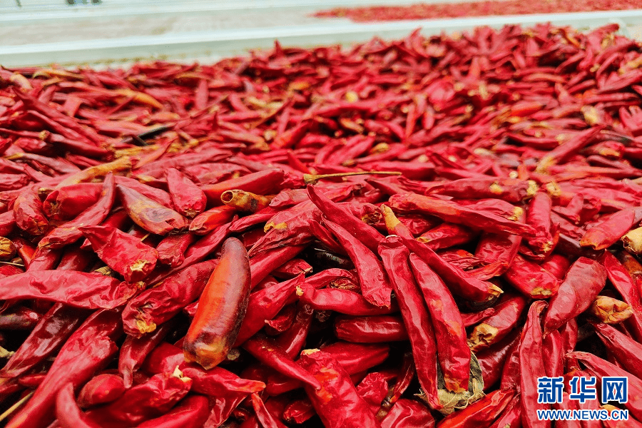 河南柘城:科技赋能助力辣椒产业发展_种植_商丘_牛城乡