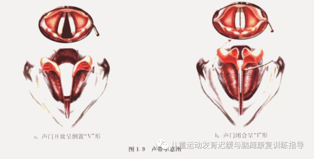 语言言语专栏|发声与言语_声带_声门_训练