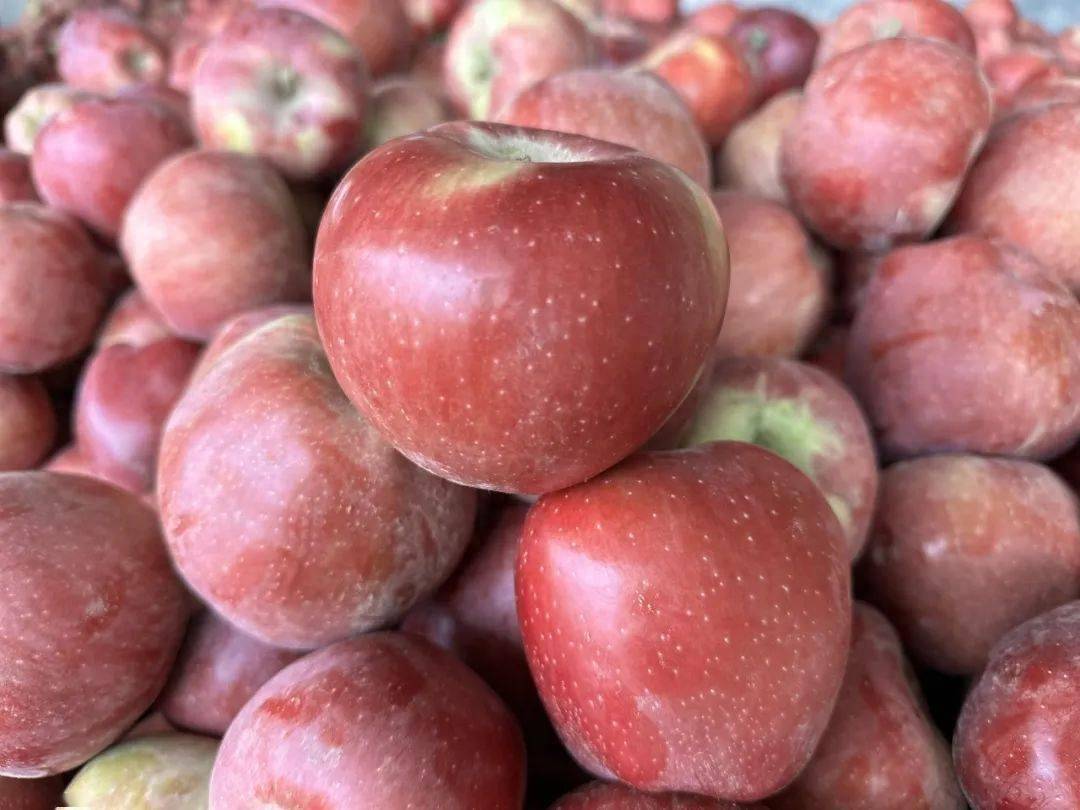 靖远三滩:苹果迎来丰收季 金秋收获好光景