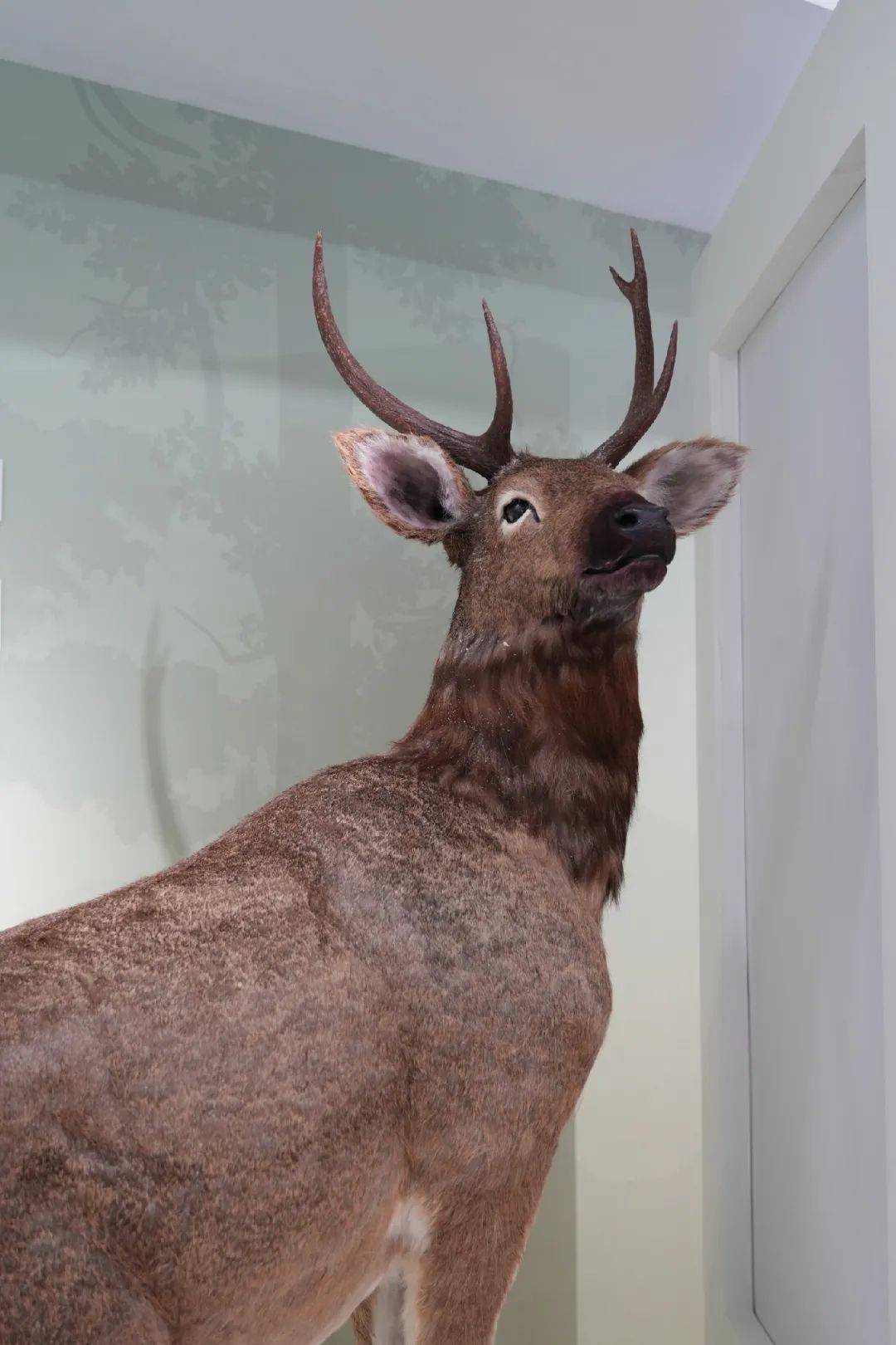 展讯 | "良渚的动物世界之梅花鹿特展"即将开幕!