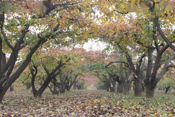 赵县古梨树群入选全国100个最美古树群_保护_名木_宣传