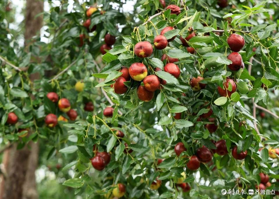 茌平县的圆铃大枣丰收了