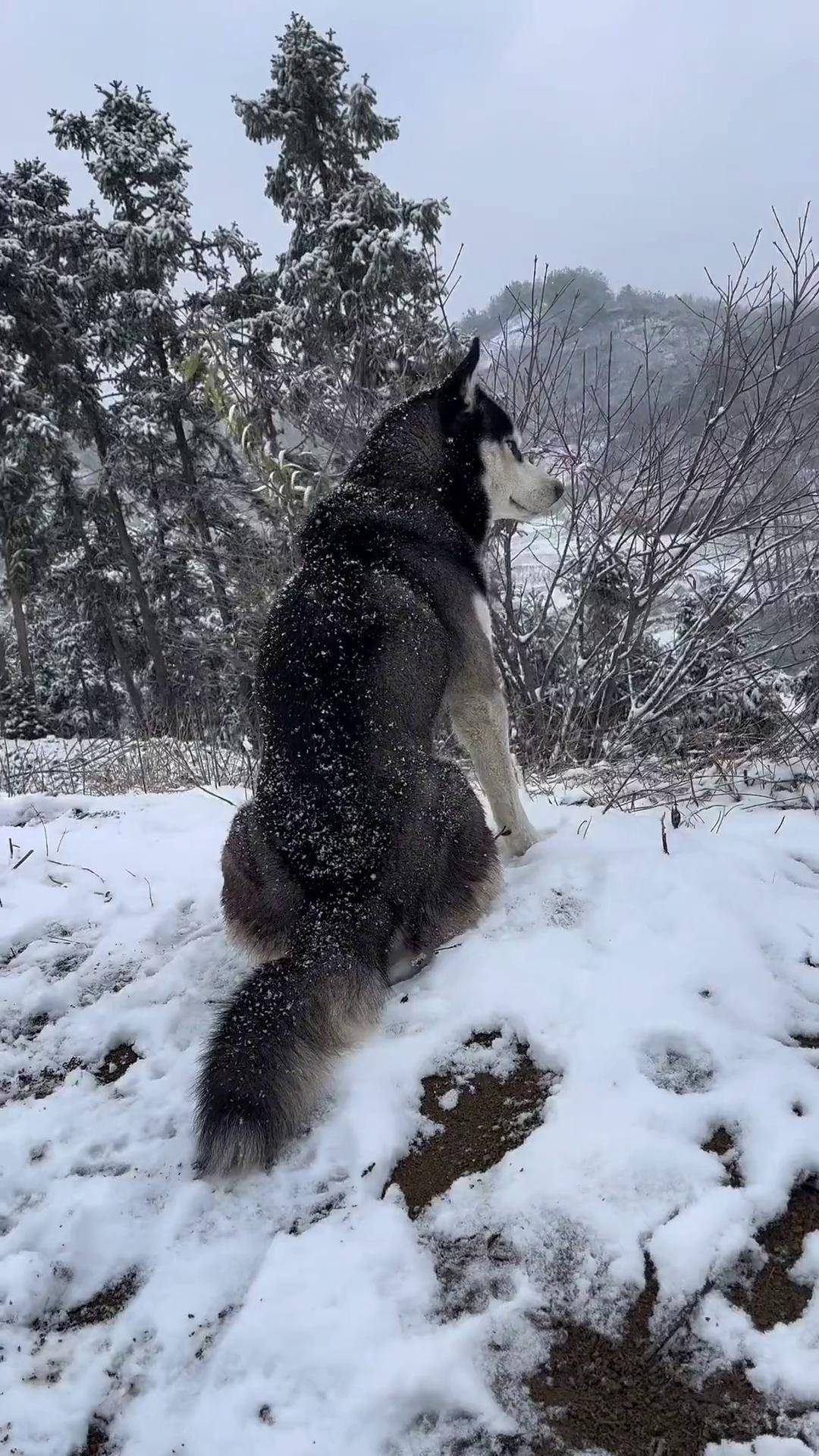 在雪地里好像一匹狼!二哈 哈士奇 萌宠出道计划