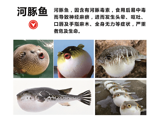 禁止食用"长江刀鲚""长江野生鱼""长江白鱼""长江鮰鱼"等长江禁捕渔获