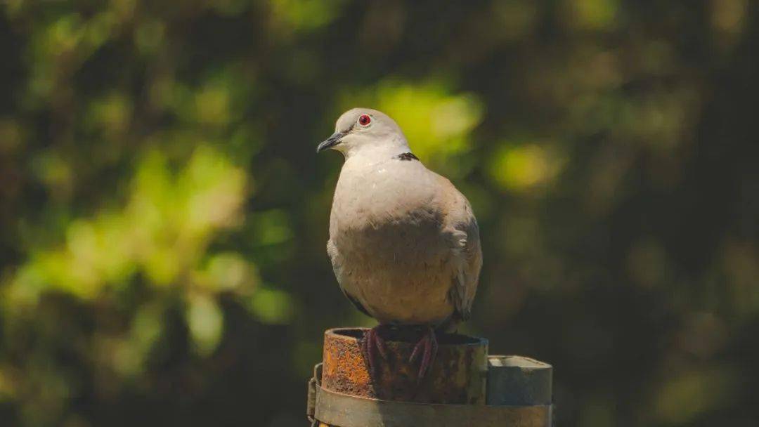 英国的研究人员发现,notch1基因的畸变是一种名为肾素瘤的罕见肾癌的