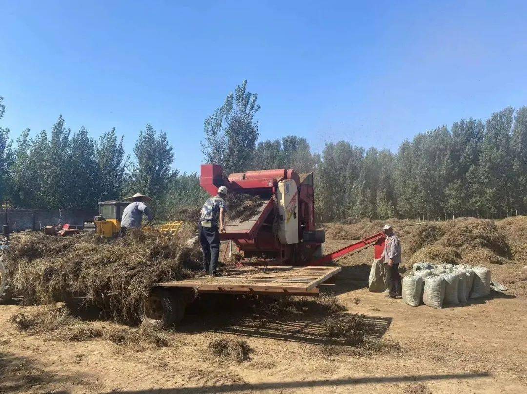 只见挂满果实的花生秧被送进机器,白胖胖的花生从