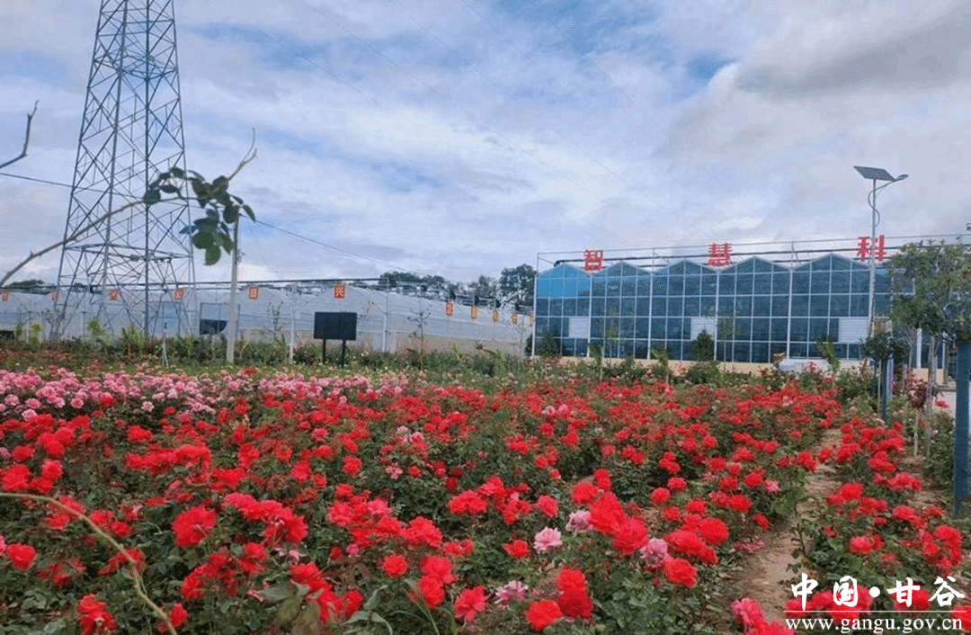 六峰镇：打造易地搬迁产业园 助力搬迁群众致富_月季_发展_后续