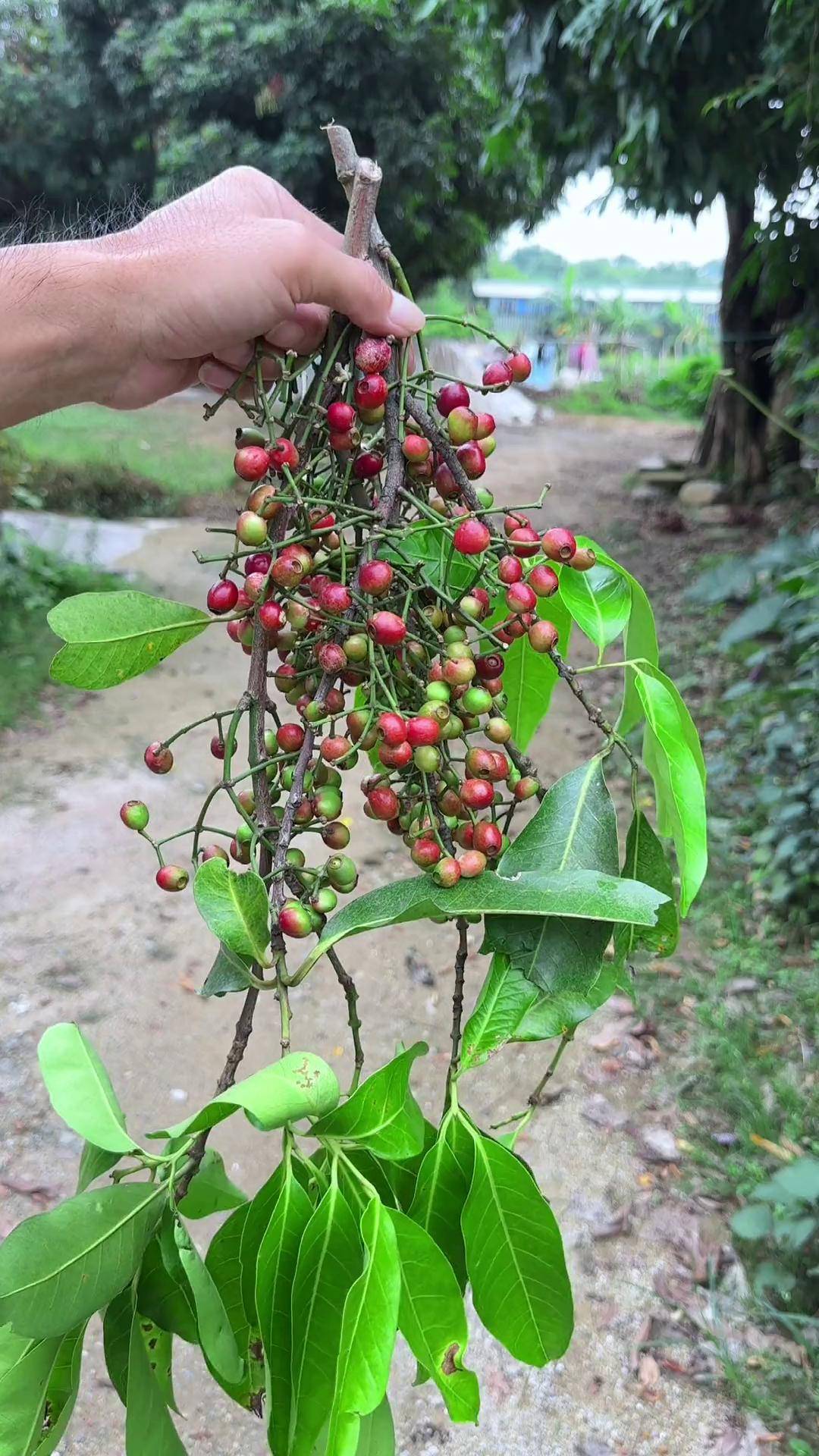 农村的水翁果,你见过吗?小时候常常摘它